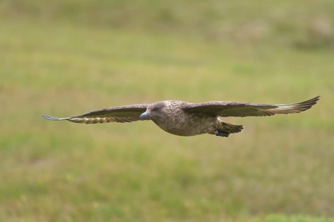 Great skua (Stercorarius skua) in flight