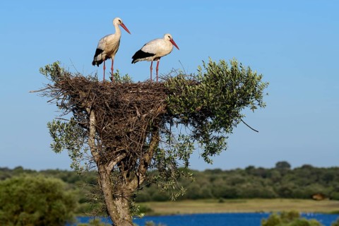 White storks (Ciconia ciconia)