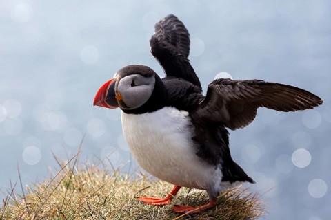 Puffin (Fratercula arctica)