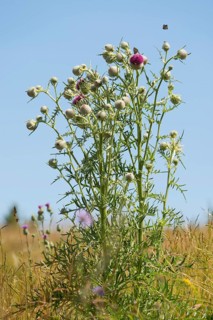 Woolly Thistle (Cirsium eriophorum)