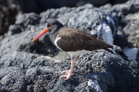 Galapagos Oystercatcher or Pied Oystercatcher (Haematopus palliatus galapagensis)