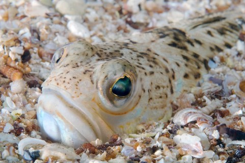 Greater Weever (Trachinus draco)
