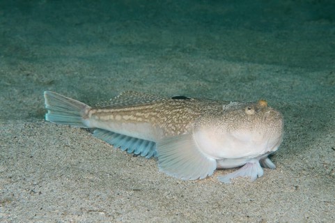 Atlantic Stargazer (Uranoscopus scaber)