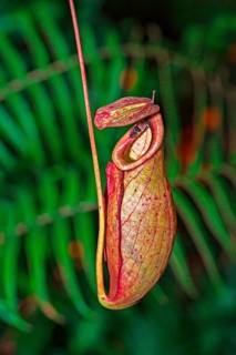 Nepenthes anamensis pitcher plant (Nepenthes anamensis)