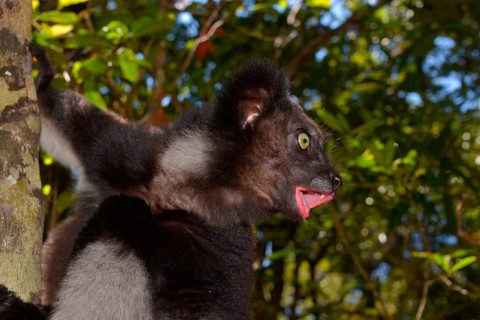 Indri (Indri indri) at his morning calls