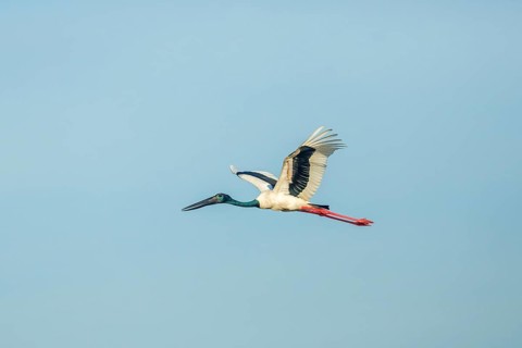 Black-necked Stork (Ephippiorhynchus asiaticus)