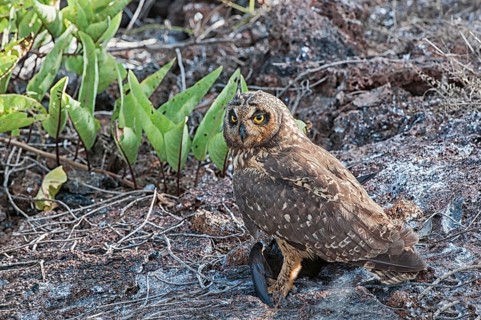 Galapagos Short-eared Owl (Asio flammeus galapagoensis)