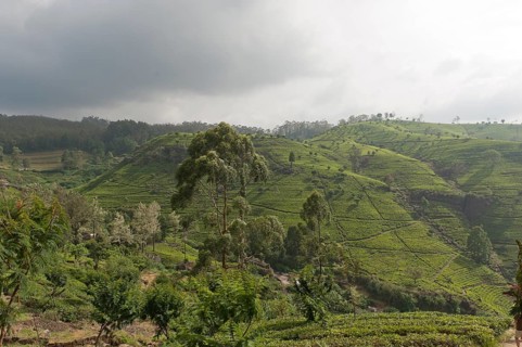 Tea plantation on a hill