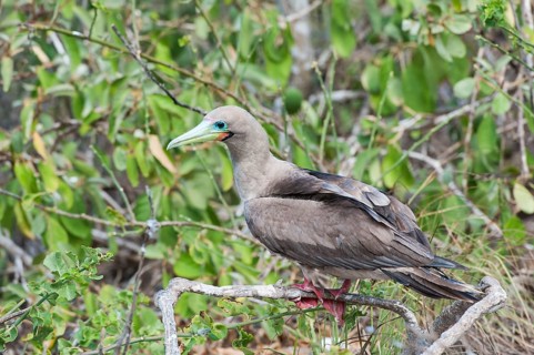 Red-footed Booby (Sula sula) in red mangrove