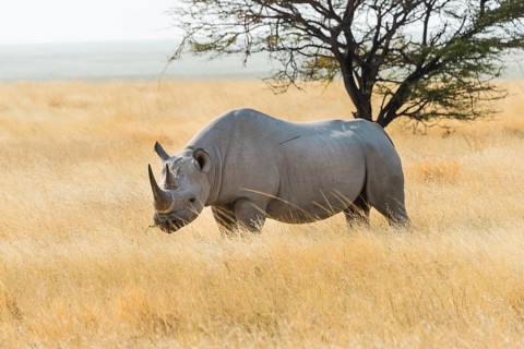 Black Rhino (Diceros bicornis) grazing at the edge of the Etosha Pan