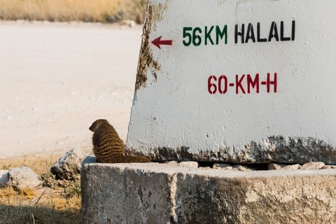 Banded mongoose (Mungos mungo) sitting next to a sign