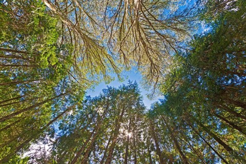 Canopy of giant Eucalyptus trees