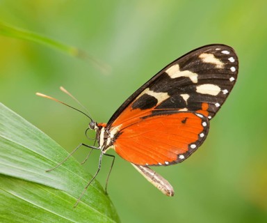 Ismenius Tiger or Tiger Heliconian (Heliconius ismenius)