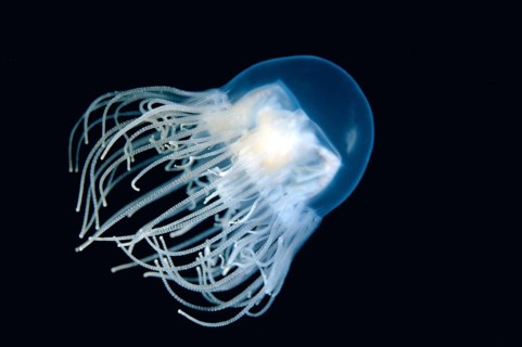 Clinging Jellyfish (Gonionemus vertens)