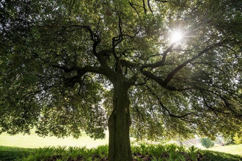 Very old Holm Oak (Quercus ilex)