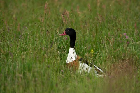 Common Shelduck (Tadorna tTadorna)