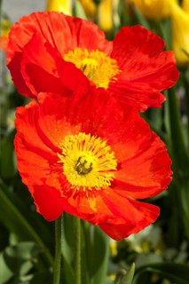 Iceland poppies (Papaver nudicaule)