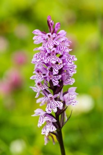 Military Orchid (Orchis militaris)