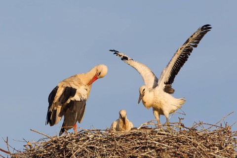 White Stork (Ciconia ciconia)