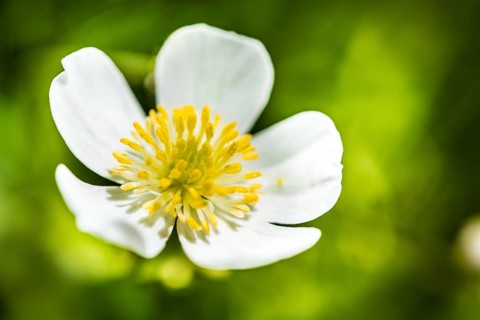 Clasping-leaf Buttercup (Ranunculus amplexicaulis)