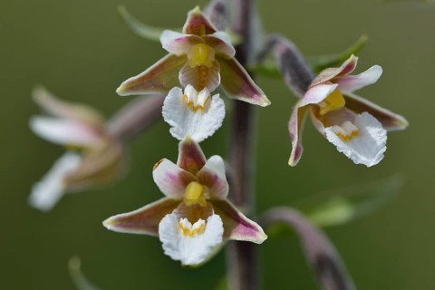 Marsh Helleborine (Epipactis palustris)
