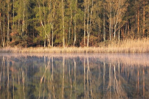 Trees reflected in the water in spring