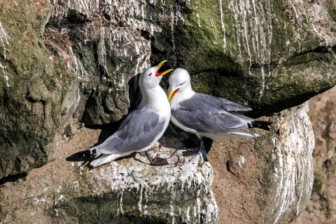 Kittiwakes (Larus tridactyla) at breeding place