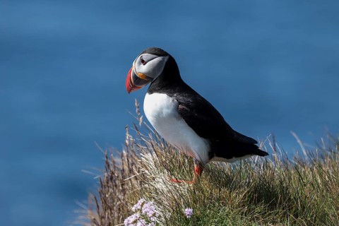 Puffin (Fratercula arctica)