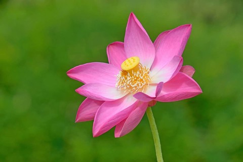 Indian Lotus (Nelumbo nucifera)
