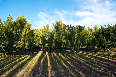 Mandarin (Citrus reticulata) orchard