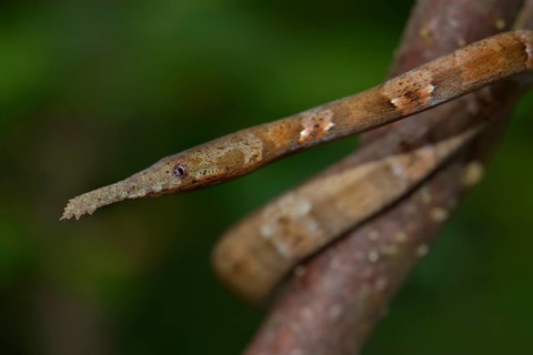 Leaf-nosed Snake (Langaha madagaskariensis)