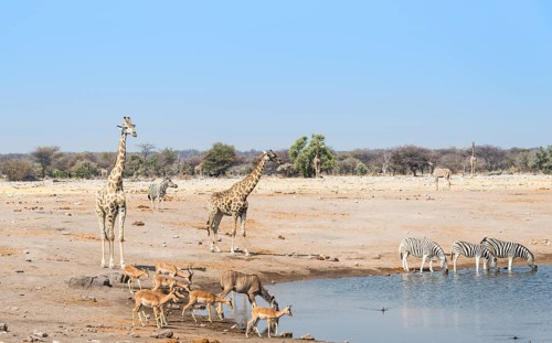 Giraffe (Giraffa camelopardalis) and Black-faced impalas(Aepyceros melampus petersi) at the Chudob waterhole