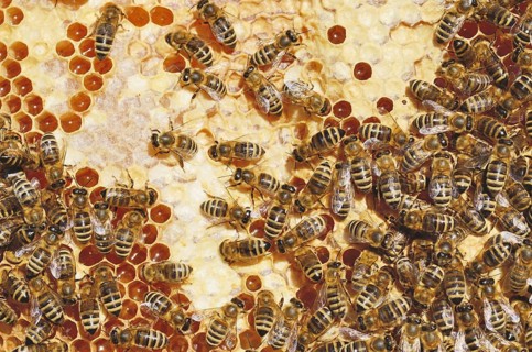 Honey Bees (Apis mellifera) on a honeycomb with partially capped cells