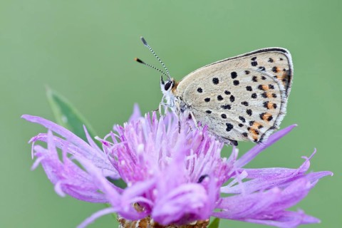 Sooty Copper (Lycaena tityrus) on Brown Knapweed (Centaurea jacea)