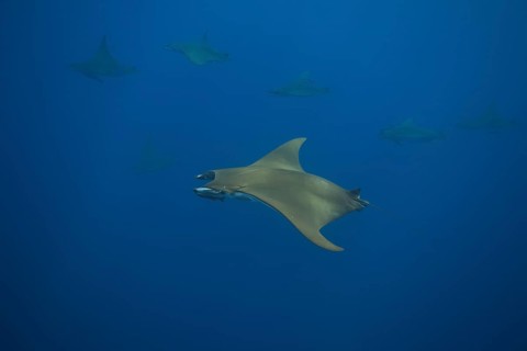 Sicklefin Devil Rays or Box Rays (Mobula tarapacana)
