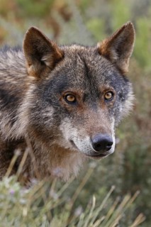 Iberian Wolf (Canis lupus lupus)