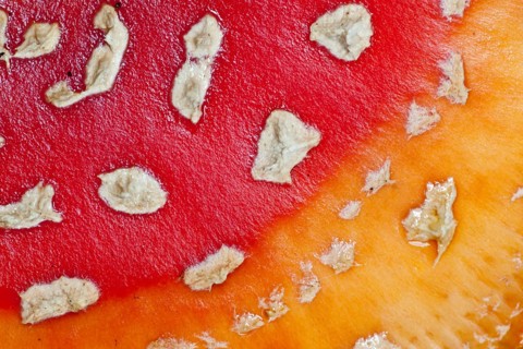 Fly Agaric (Amanita muscaria)