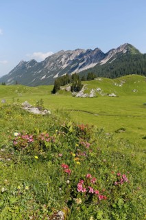 Hairy Alpenrose (Rhododendron hirsutum)