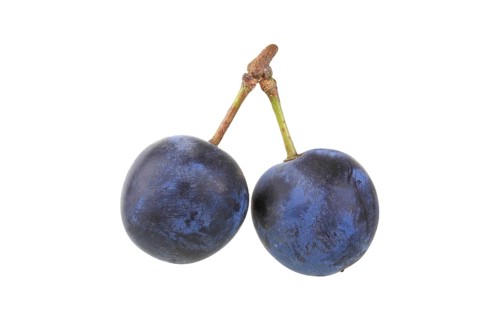 Brennzwetschge plums