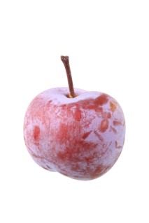 Graf Althans greengage