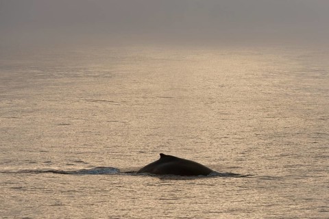 Humpback Whale (Megaptera novaeangliae)