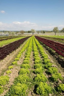 Lettuce field