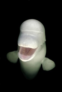 Beluga Whale