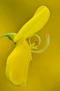 Dyer's broom (Genista tinctoria)