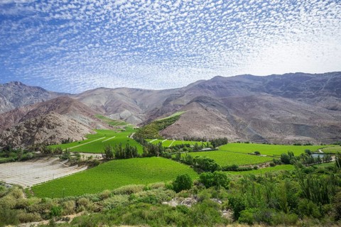 Vineyards in the Valle del Elqui