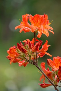 Azalea (Rhododendron)