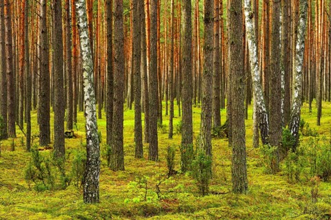 Several Birch trees (Betula) growing in between Scots Pines (Pinus sylvestris) in a pine forest