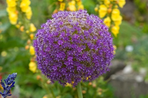 Flower of a Giant Onion or Giant Allium (Allium giganteum)