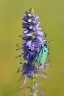 Spiked speedwell (Veronica spicata) with Green Forester (Adscita statices)