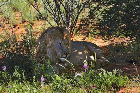 Lion (Panthera leo)